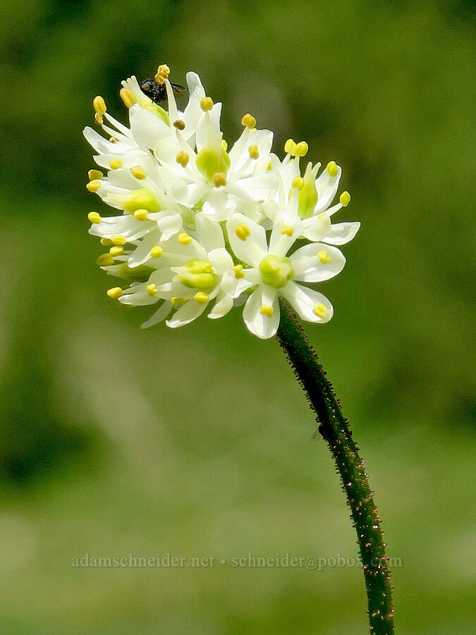 western false asphodel (Triantha occidentalis ssp. brevistyla (Tofieldia glutinosa var. brevistyla)) [Cliff Lake, Mt. Rainier National Park, Lewis County, Washington]