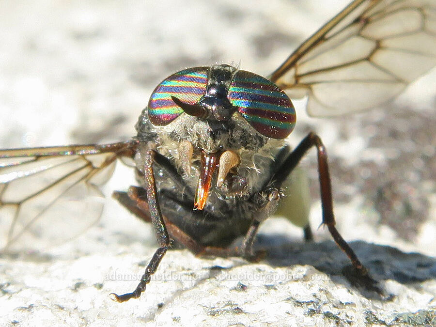 horse fly (Hybomitra sp.) [Cliff Lake, Mt. Rainier National Park, Lewis County, Washington]