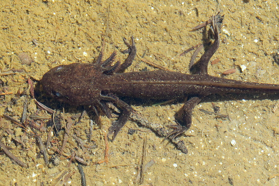 northwestern salamander larva (Ambystoma gracile) [Cliff Lake, Mt. Rainier National Park, Lewis County, Washington]