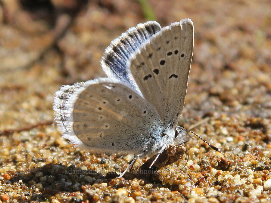 Boisduval's blue butterfly (Icaricia icarioides (Plebejus icarioides)) [Cliff Lake, Mt. Rainier National Park, Lewis County, Washington]