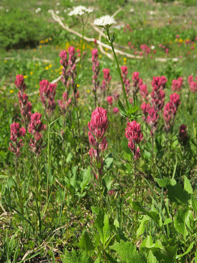 magenta paintbrush (Castilleja parviflora var. oreopola) [Cliff Lake, Mt. Rainier National Park, Lewis County, Washington]