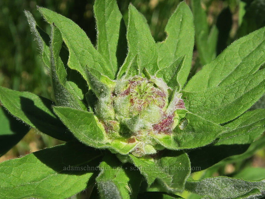 galls on Cascade asters (Eucephalus ledophyllus (Aster ledophyllus)) [Tatoosh Range, Mt. Rainier National Park, Lewis County, Washington]