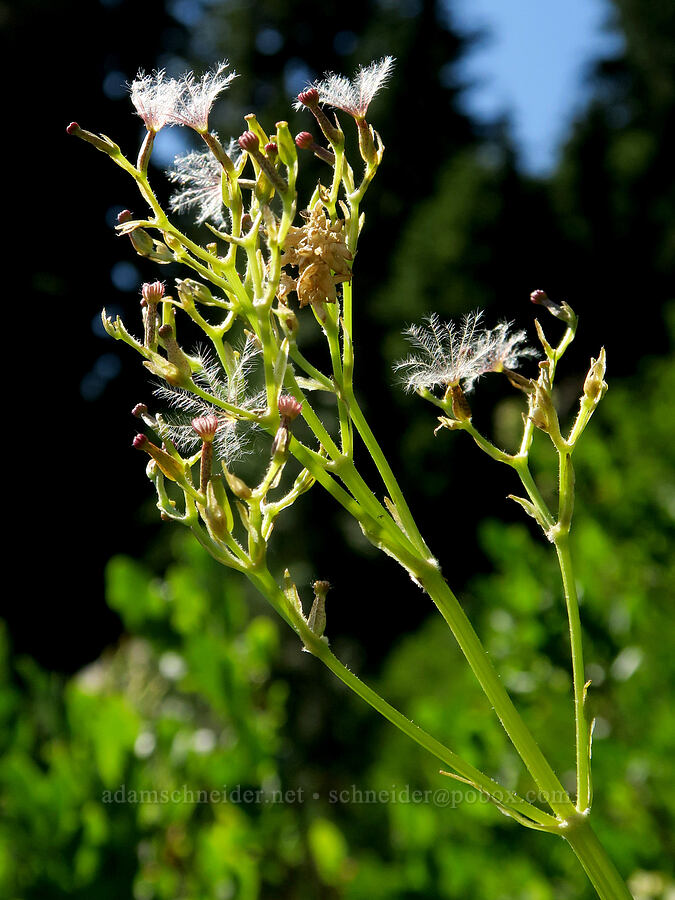Sitka valerian, gone to seed (Valeriana sitchensis) [Tatoosh Range, Mt. Rainier National Park, Lewis County, Washington]