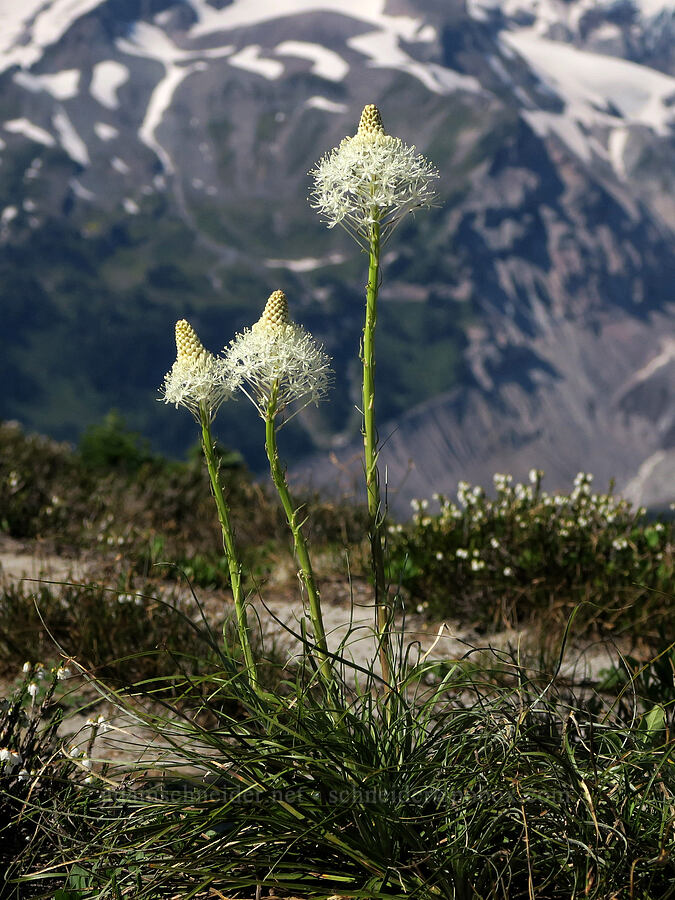 beargrass & white mountain heather (Xerophyllum tenax, Cassiope mertensiana) [Denman Peak, Mt. Rainier National Park, Lewis County, Washington]