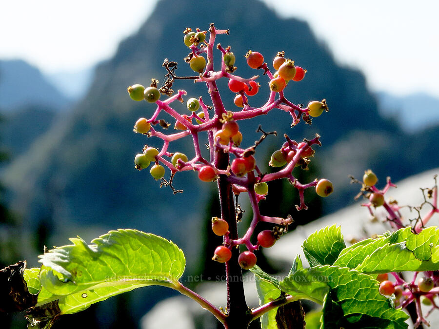 red elderberries (Sambucus racemosa) [Denman Peak, Mt. Rainier National Park, Lewis County, Washington]