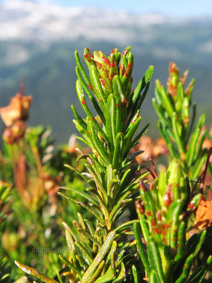 galls(?) on heather leaves (Phyllodoce sp.) [Tatoosh Range, Mt. Rainier National Park, Lewis County, Washington]