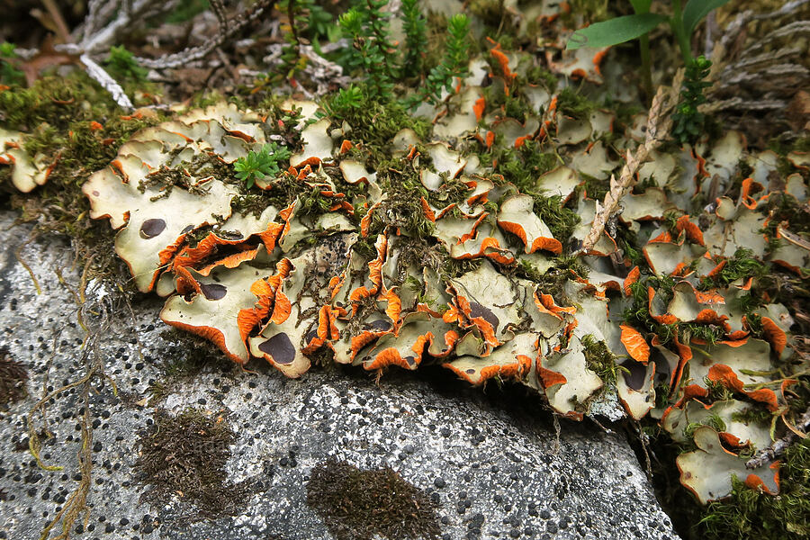 chocolate-chip lichen (Solorina crocea (Peltigera crocea)) [Tatoosh Range, Mt. Rainier National Park, Lewis County, Washington]