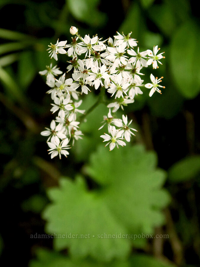 Nelson's saxifrage (Micranthes nelsoniana var. cascadensis (Saxifraga nelsoniana)) [Pinnacle Peak Trail, Mt. Rainier National Park, Lewis County, Washington]