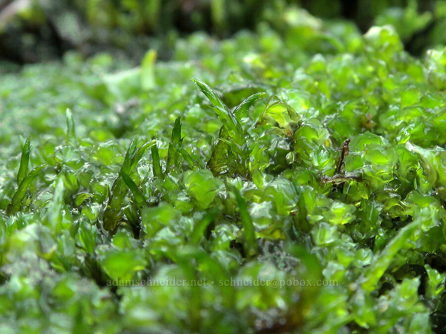 very green moss [Pinnacle Peak Trail, Mt. Rainier National Park, Lewis County, Washington]