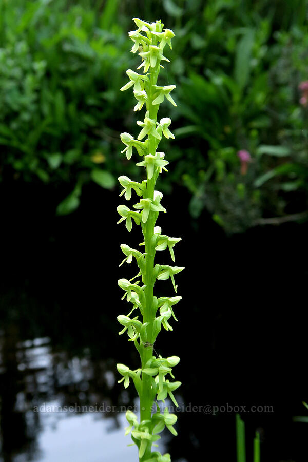 slender bog orchid (Platanthera stricta (Piperia stricta)) [Pinnacle Peak Trail, Mt. Rainier National Park, Lewis County, Washington]