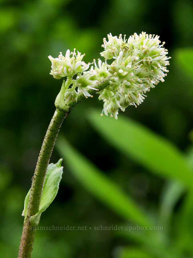 leather-leaf saxifrage flowers (Leptarrhena pyrolifolia (Saxifraga pyrolifolia)) [Pinnacle Peak Trail, Mt. Rainier National Park, Lewis County, Washington]