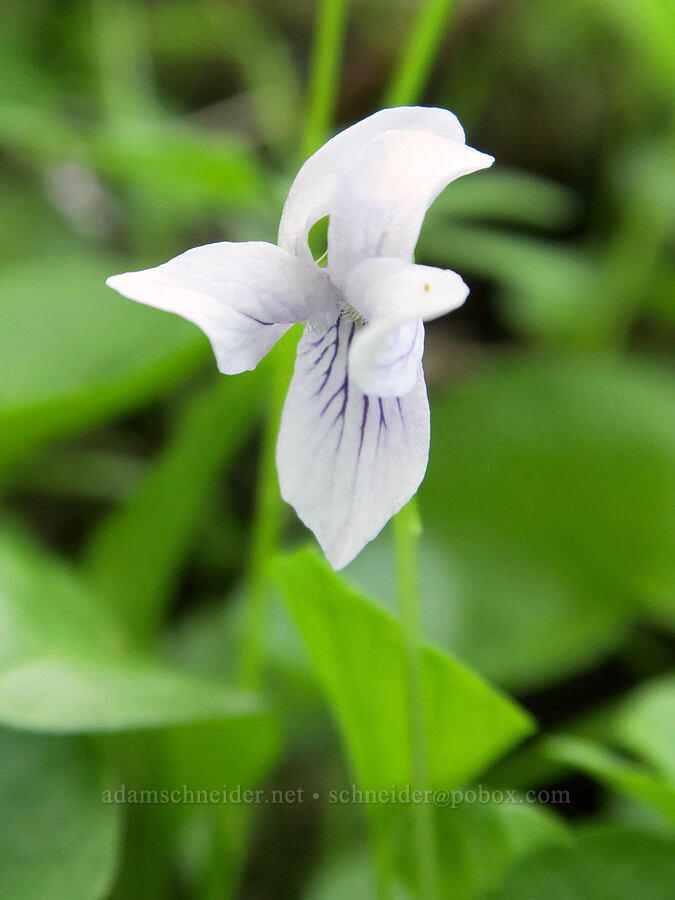 small white violet (Viola macloskeyi) [Reflection Lakes, Mt. Rainier National Park, Lewis County, Washington]
