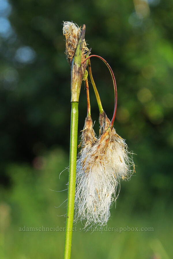 cotton-grass (Eriophorum sp.) [Reflection Lakes, Mt. Rainier National Park, Lewis County, Washington]