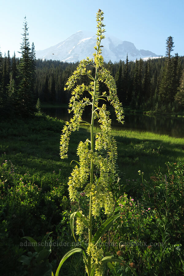 green corn lily (Veratrum viride var. eschscholzianum (Veratrum eschscholtzianum)) [Reflection Lakes, Mt. Rainier National Park, Lewis County, Washington]