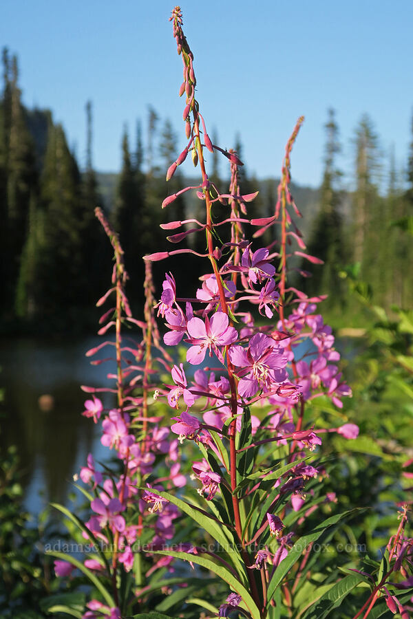 fireweed (Chamerion angustifolium (Chamaenerion angustifolium) (Epilobium angustifolium)) [Reflection Lakes, Mt. Rainier National Park, Lewis County, Washington]