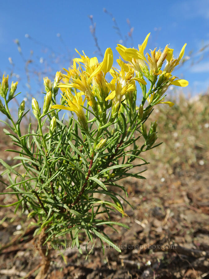 rabbitbrush goldenweed (Ericameria bloomeri (Haplopappus bloomeri)) [Bird Lake, Yakama Reservation, Yakima County, Washington]