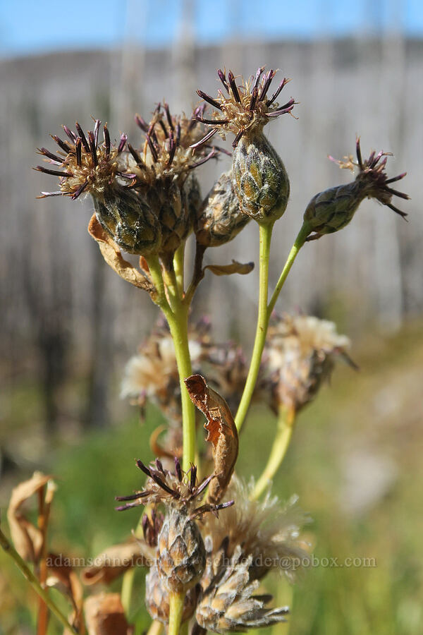 saw-wort, going to seed (Saussurea americana) [Bluff Lake Trail, Yakama Reservation, Yakima County, Washington]