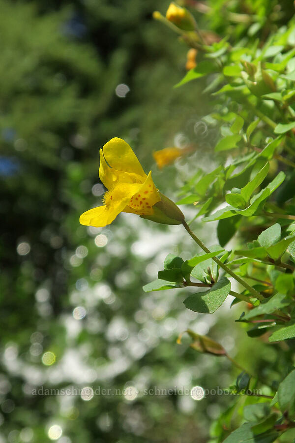 subalpine monkeyflower (Erythranthe caespitosa (Mimulus caespitosus)) [Bluff Lake Trail, Yakama Reservation, Yakima County, Washington]