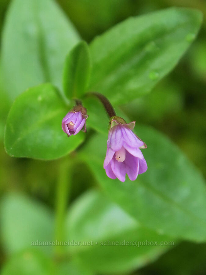willow-herb (Epilobium sp.) [Bluff Lake Trail, Yakama Reservation, Yakima County, Washington]