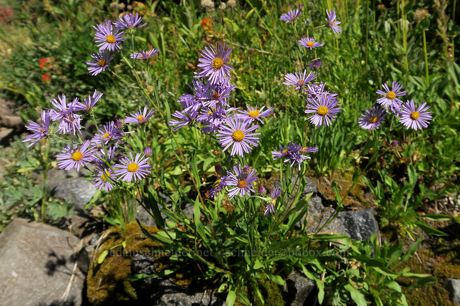 asters (Symphyotrichum sp. (Aster sp.)) [Bluff Lake Trail, Yakama Reservation, Yakima County, Washington]