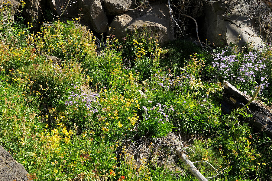 arnica & asters (Arnica lanceolata ssp. prima (Arnica amplexicaulis), Symphyotrichum sp. (Aster sp.)) [Bluff Lake Trail, Yakama Reservation, Yakima County, Washington]