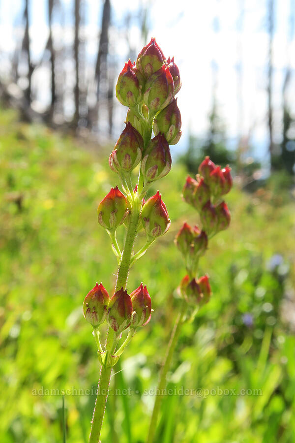 western false asphodel seed pods (Triantha occidentalis ssp. brevistyla (Tofieldia glutinosa var. brevistyla)) [Hellroaring Viewpoint Trail, Yakama Reservation, Yakima County, Washington]