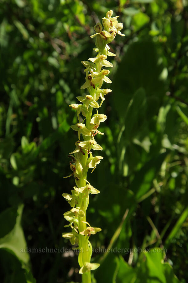 slender bog orchid, fading (Platanthera stricta (Piperia stricta)) [Hellroaring Viewpoint Trail, Yakama Reservation, Yakima County, Washington]