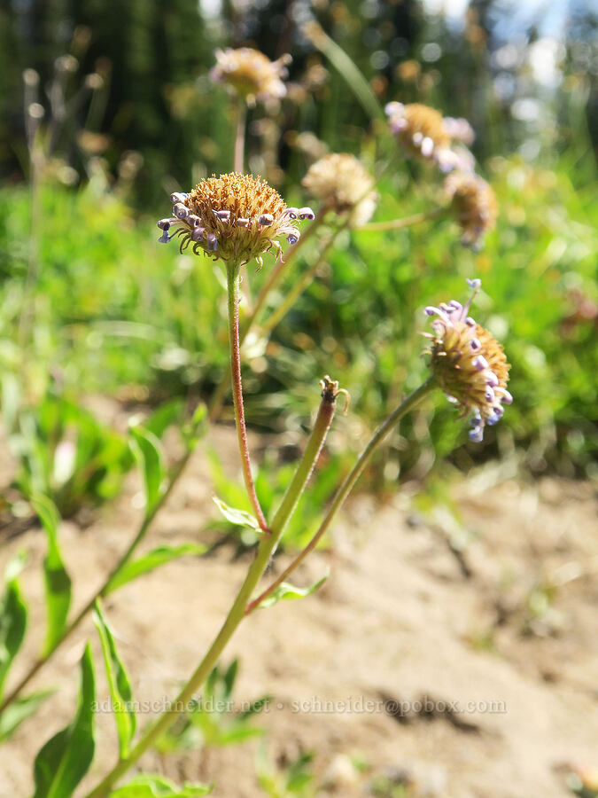 subalpine fleabane, going to seed (Erigeron glacialis var. glacialis) [Hellroaring Viewpoint Trail, Yakama Reservation, Yakima County, Washington]
