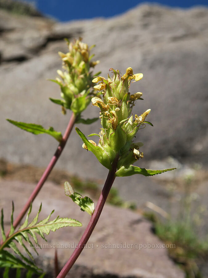 bracted lousewort (Pedicularis bracteosa) [Sunrise Camp Trail, Yakama Reservation, Yakima County, Washington]