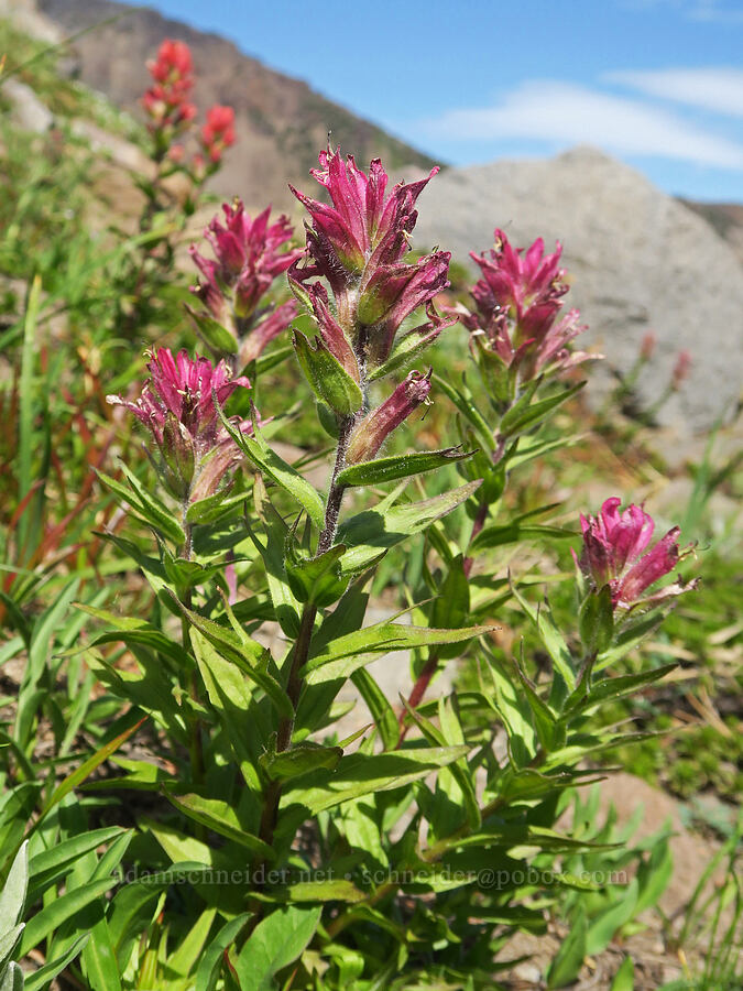 magenta paintbrush (Castilleja parviflora var. oreopola) [Sunrise Camp Trail, Yakama Reservation, Yakima County, Washington]