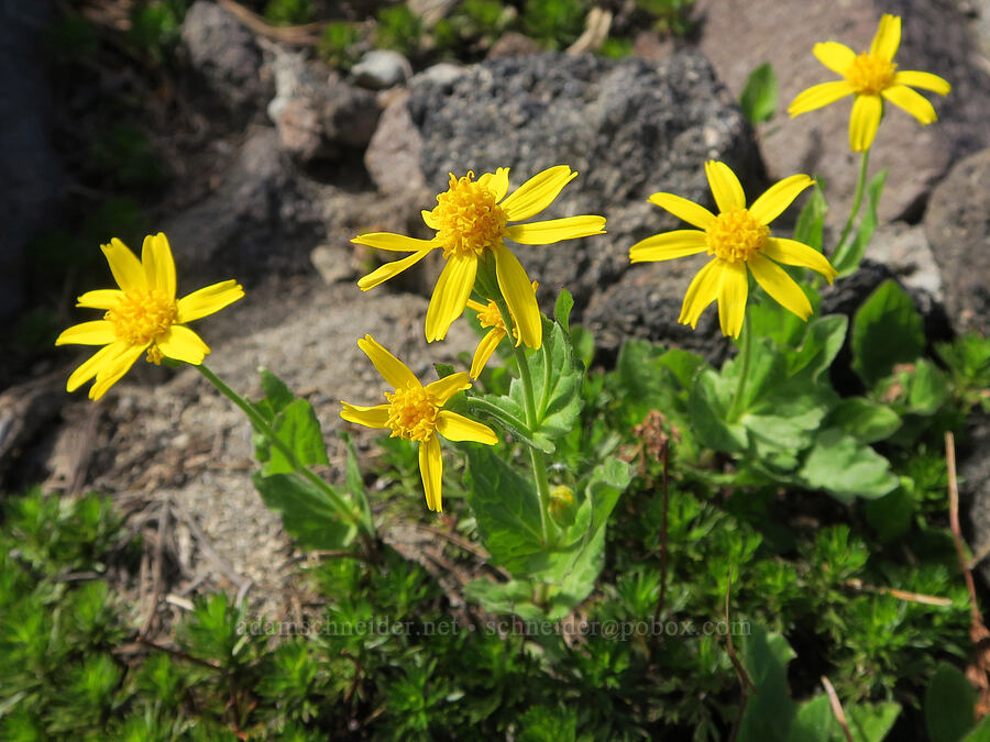mountain arnica (Arnica gracilis (Arnica latifolia var. gracilis)) [Sunrise Camp Trail, Yakama Reservation, Yakima County, Washington]