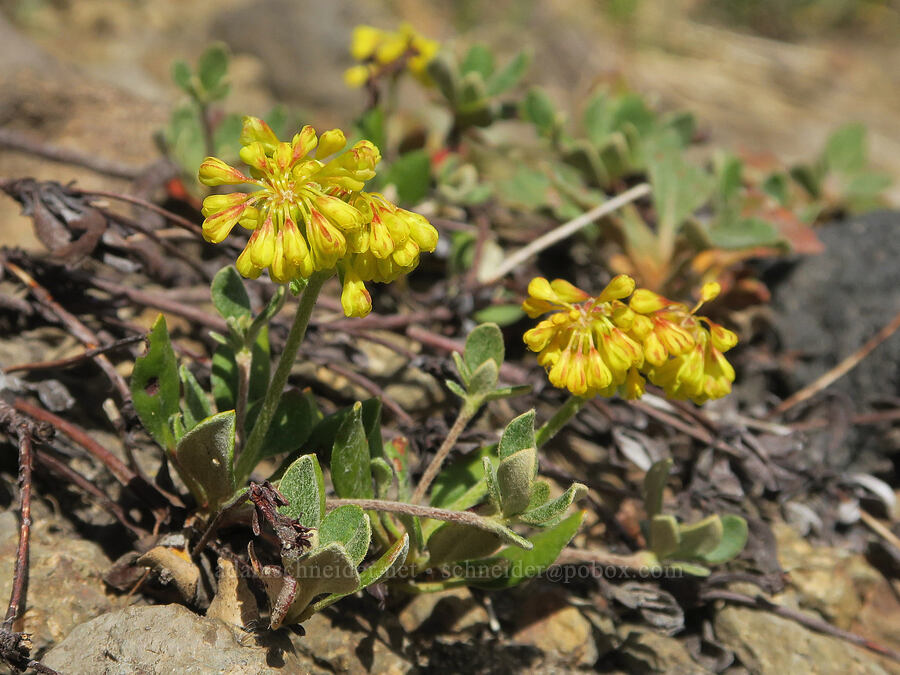 sulphur-flower buckwheat (Eriogonum umbellatum) [Sunrise Camp Trail, Yakama Reservation, Yakima County, Washington]