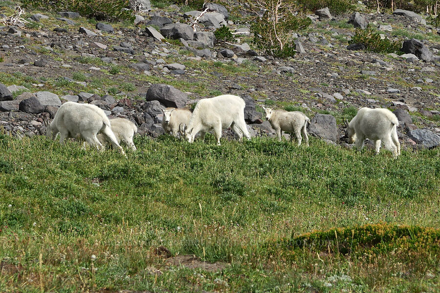 mountain goats (Oreamnos americanus) [Bird Creek Meadows, Yakama Reservation, Yakima County, Washington]