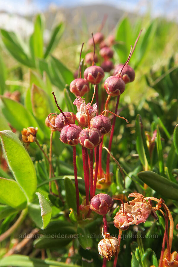 western bog-laurel, gone to seed (Kalmia microphylla (Kalmia polifolia ssp. microphylla)) [Bird Creek Meadows, Yakama Reservation, Yakima County, Washington]