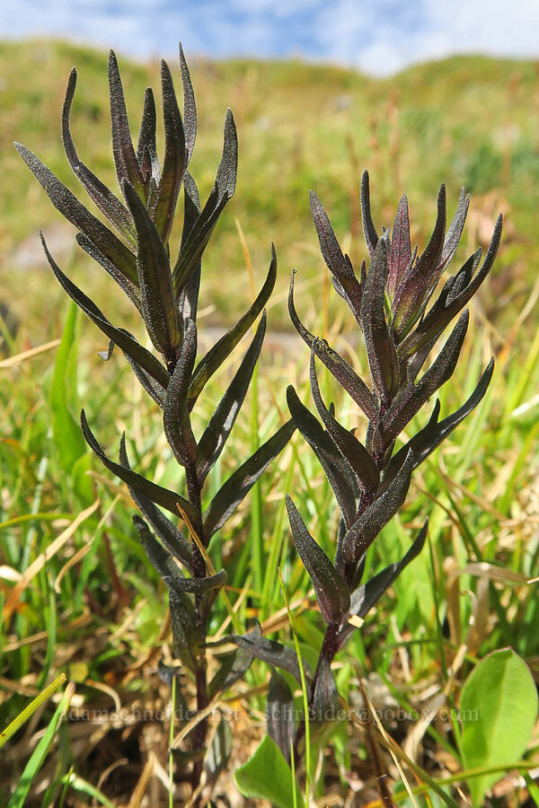 black magenta paintbrush leaves (Castilleja parviflora var. oreopola) [Bird Creek Meadows, Yakama Reservation, Yakima County, Washington]