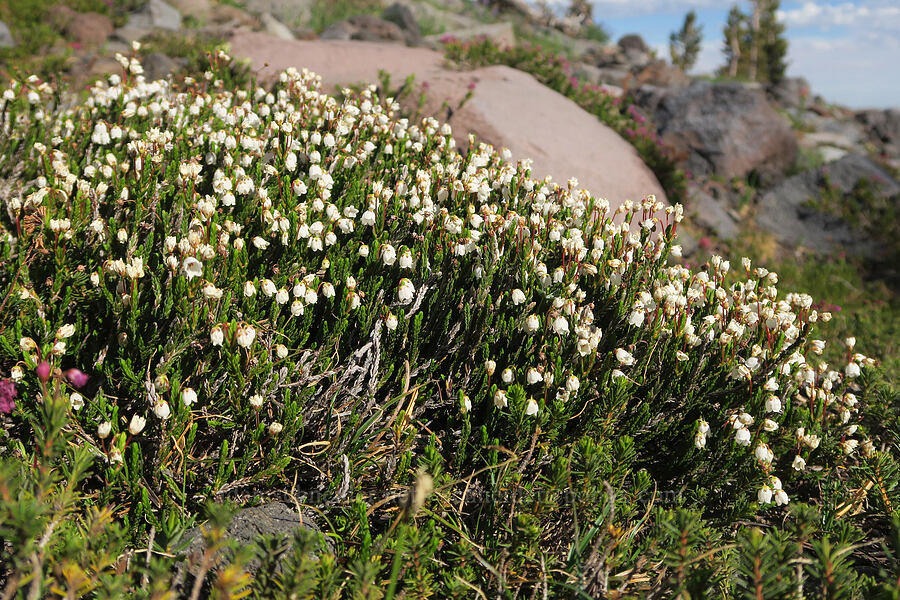 white mountain heather (Cassiope mertensiana) [Bird Creek Meadows, Yakama Reservation, Yakima County, Washington]