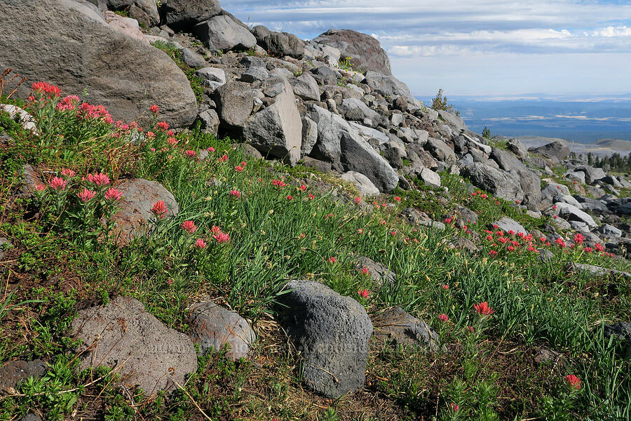 magenta paintbrush (Castilleja parviflora var. oreopola) [Bird Creek Meadows, Yakama Reservation, Yakima County, Washington]