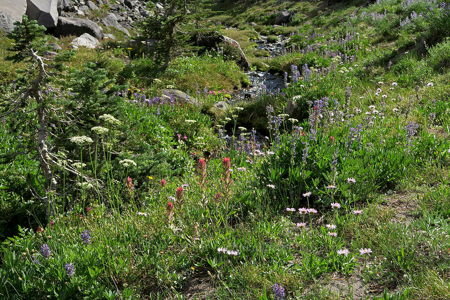 wildflowers [Bird Creek Meadows, Yakama Reservation, Yakima County, Washington]
