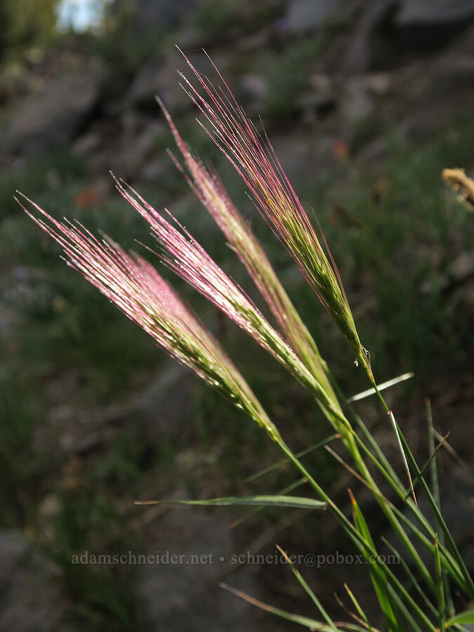 grass flowers [Bird Creek Meadows, Yakama Reservation, Yakima County, Washington]