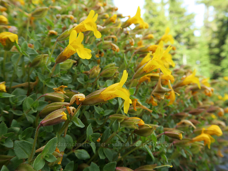 subalpine monkeyflower (Erythranthe caespitosa (Mimulus caespitosus)) [Bird Creek Meadows, Yakama Reservation, Yakima County, Washington]