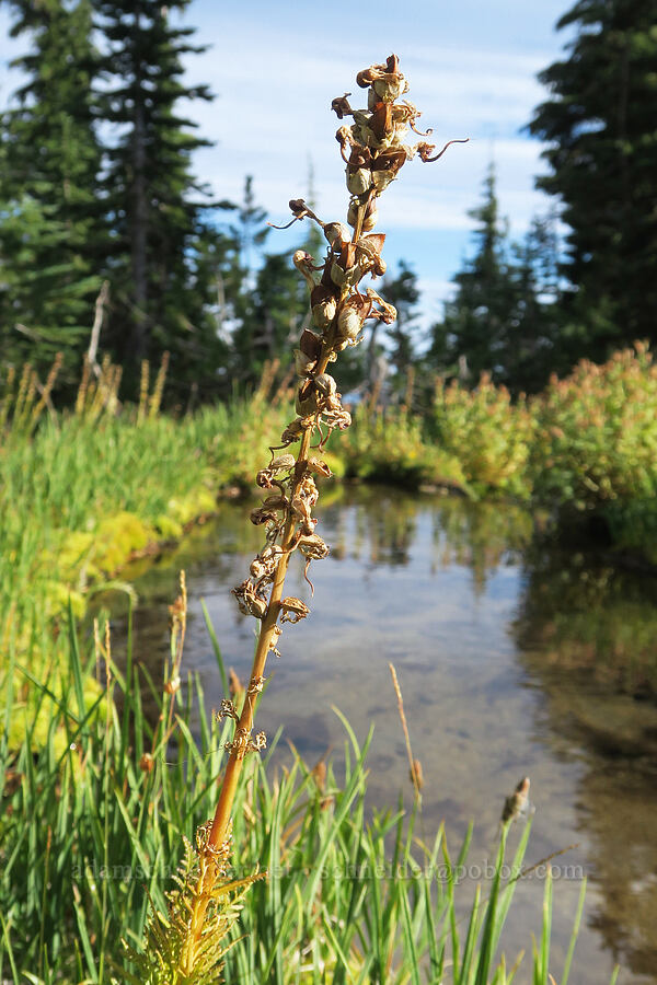 elephant's-head lousewort, gone to seed (Pedicularis groenlandica) [Bird Creek Meadows, Yakama Reservation, Yakima County, Washington]