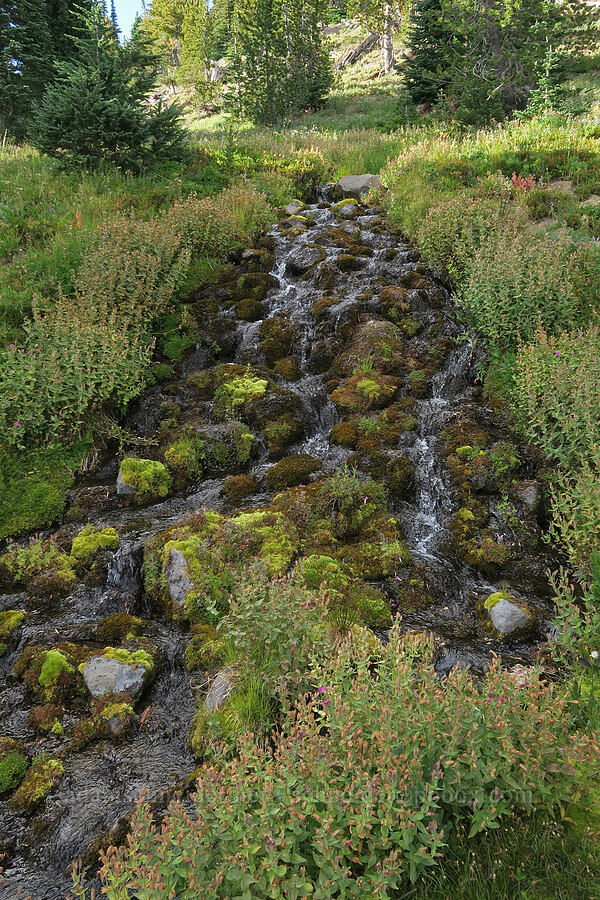 cascade below a spring [Bird Creek Meadows, Yakama Reservation, Yakima County, Washington]