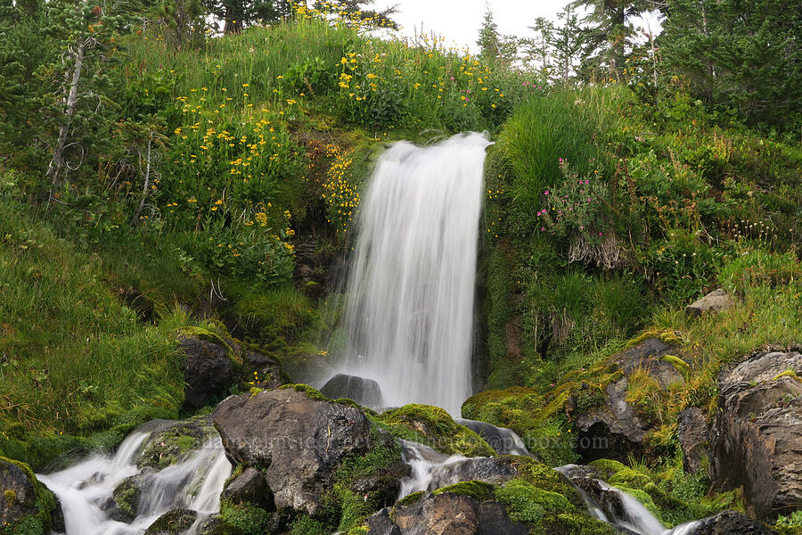 wildflowers & a tiny waterfall [Bird Creek Meadows, Yakama Reservation, Yakima County, Washington]