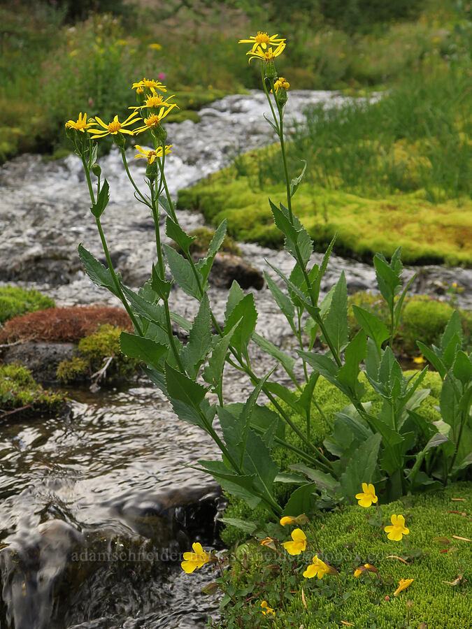 groundsel & monkeyflower (Senecio triangularis, Erythranthe caespitosa (Mimulus caespitosus)) [Bird Lake Trail, Yakama Reservation, Yakima County, Washington]