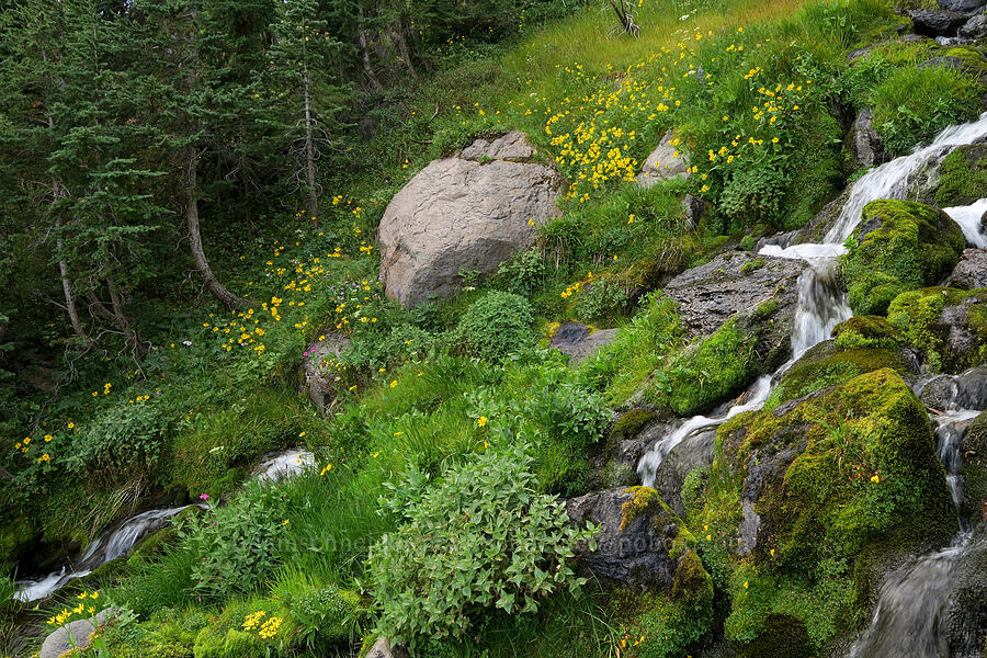 streamside wildflowers [Bird Lake Trail, Yakama Reservation, Yakima County, Washington]