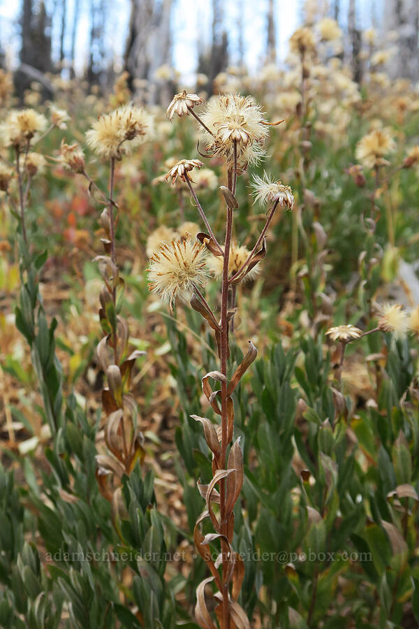Cascade asters, going to seed (Eucephalus ledophyllus (Aster ledophyllus)) [Bird Lake Trail, Yakama Reservation, Yakima County, Washington]