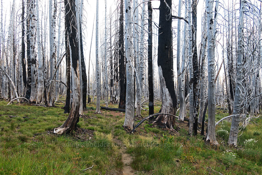 burned trees [Bird Lake Trail, Yakama Reservation, Yakima County, Washington]