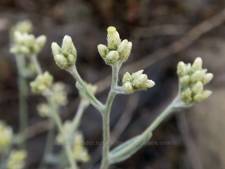 cudweed/rabbit-tobacco (Pseudognaphalium thermale (Gnaphalium canescens ssp. thermale)) [Bird Lake Trail, Yakama Reservation, Yakima County, Washington]