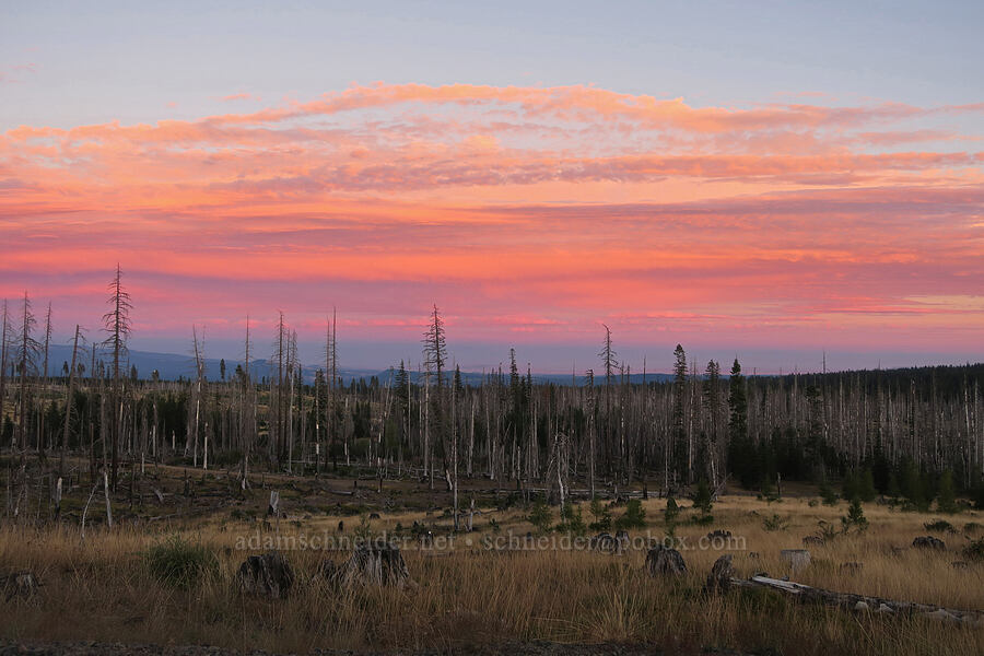 sunset clouds & burned trees [BIA Road 285, Yakama Reservation, Yakima County, Washington]