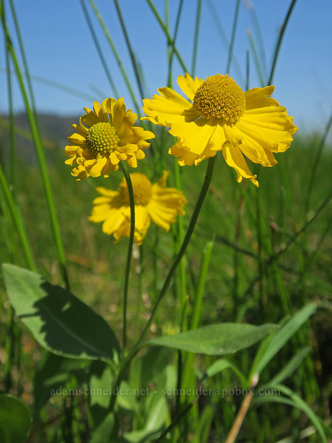 autumn sneezeweed (Helenium autumnale) [Rooster Rock State Park, Multnomah County, Oregon]